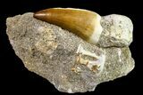 Mosasaur (Eremiasaurus) Tooth In Rock - Morocco #161188-2